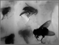 The Book of Flies a Sample