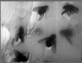 The Book of Flies a Sample