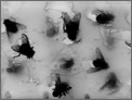 The Book of Flies a Sample