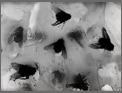 The Book of Flies a Sample