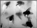 The Book of Flies a Sample