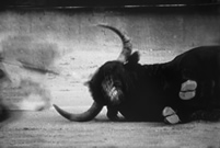 Bull Series