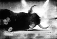 Bull Series