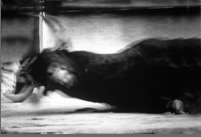 Bull Series