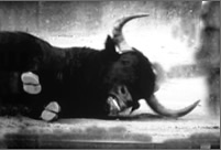 Bull Series