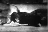 Bull Series