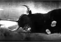 Bull Series
