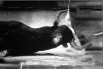 Bull Series