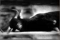 Bull Series