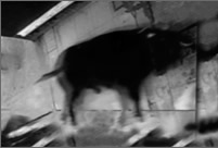 Bull Series