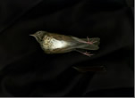 Thrush and Garter Snakes Stilled Lives