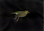 Thrush and Garter Snakes Stilled Lives