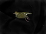 Thrush and Garter Snakes Stilled Lives