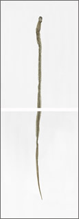 Thrush and Garter Snakes Stilled Lives