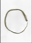 Thrush and Garter Snakes Stilled Lives
